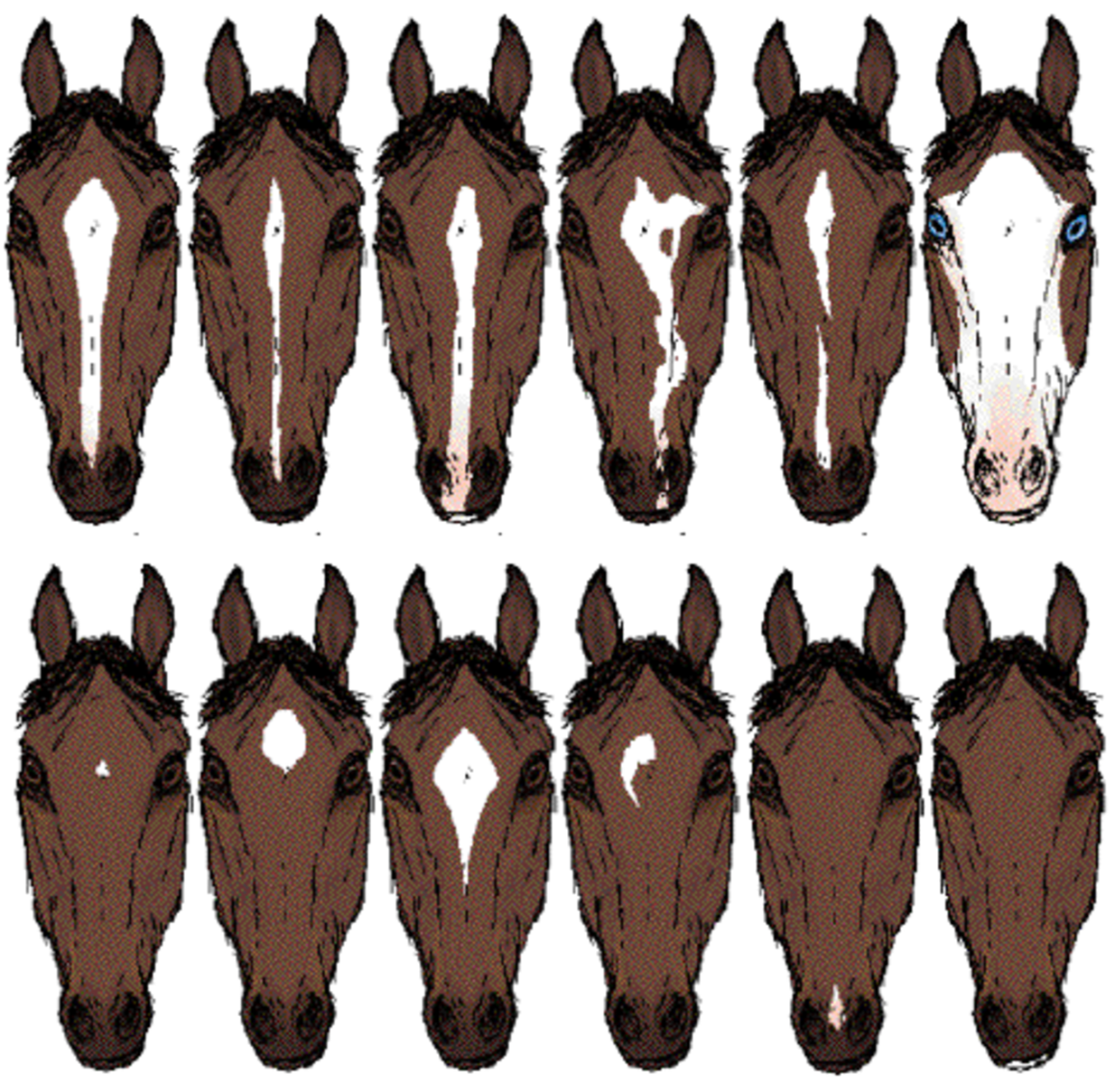 Отметины у лошадей