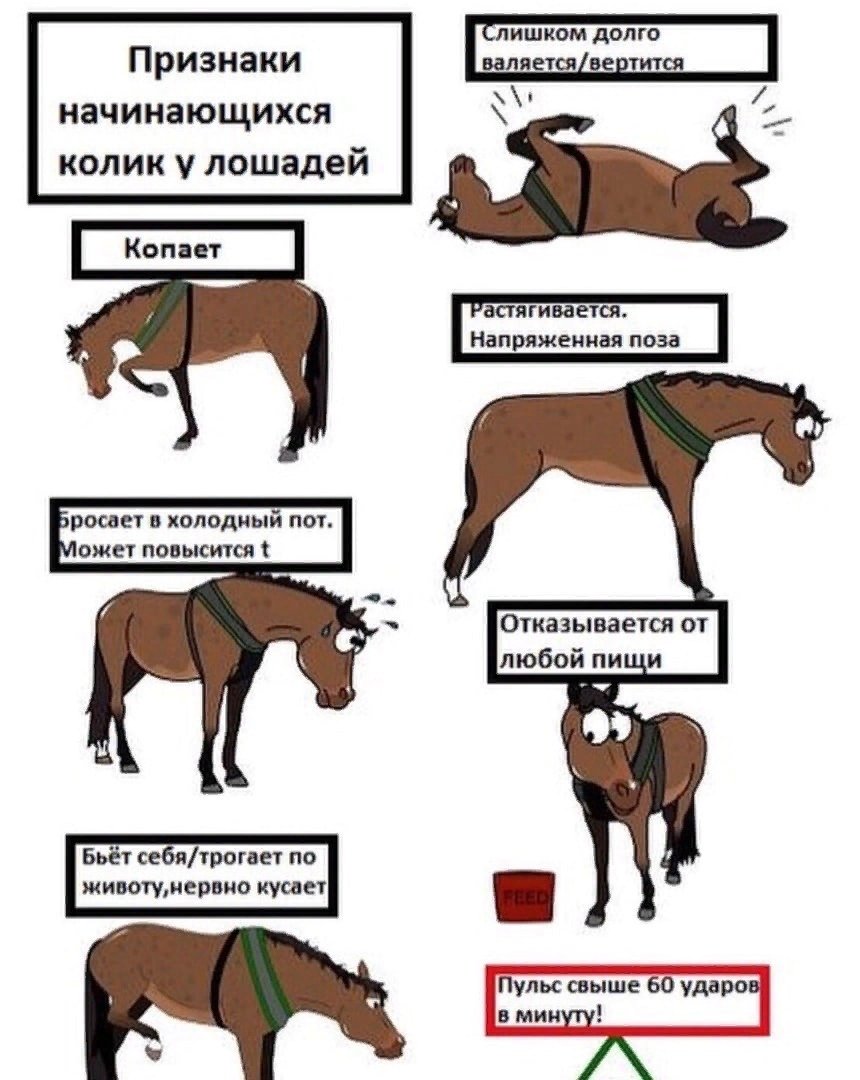 Ноги лошади