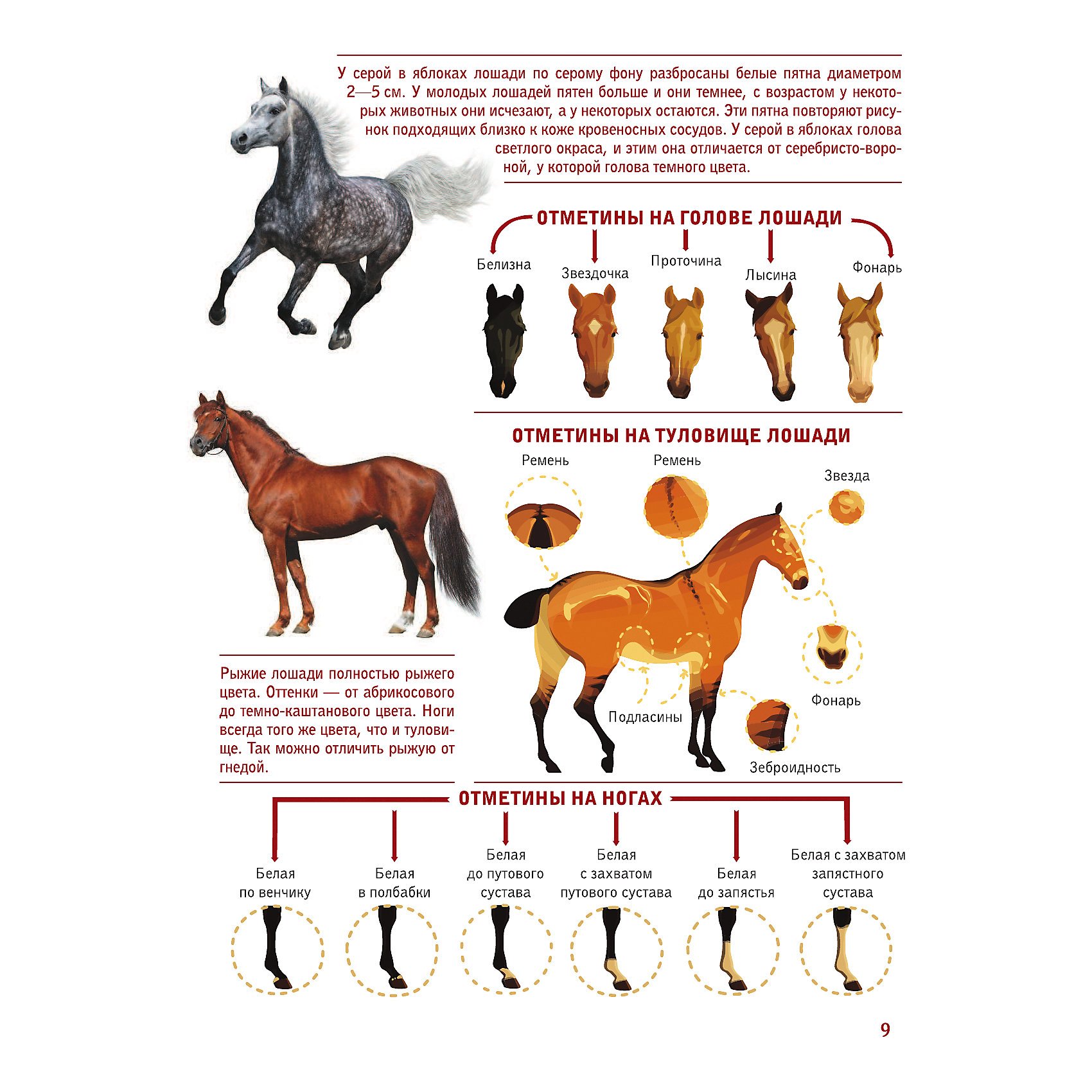 Какие названия у лошадей. Лошади большой иллюстрированный гид. Отметины лошадей таблица. Отметины на конечностях лошадей. Масти и отметины лошадей.