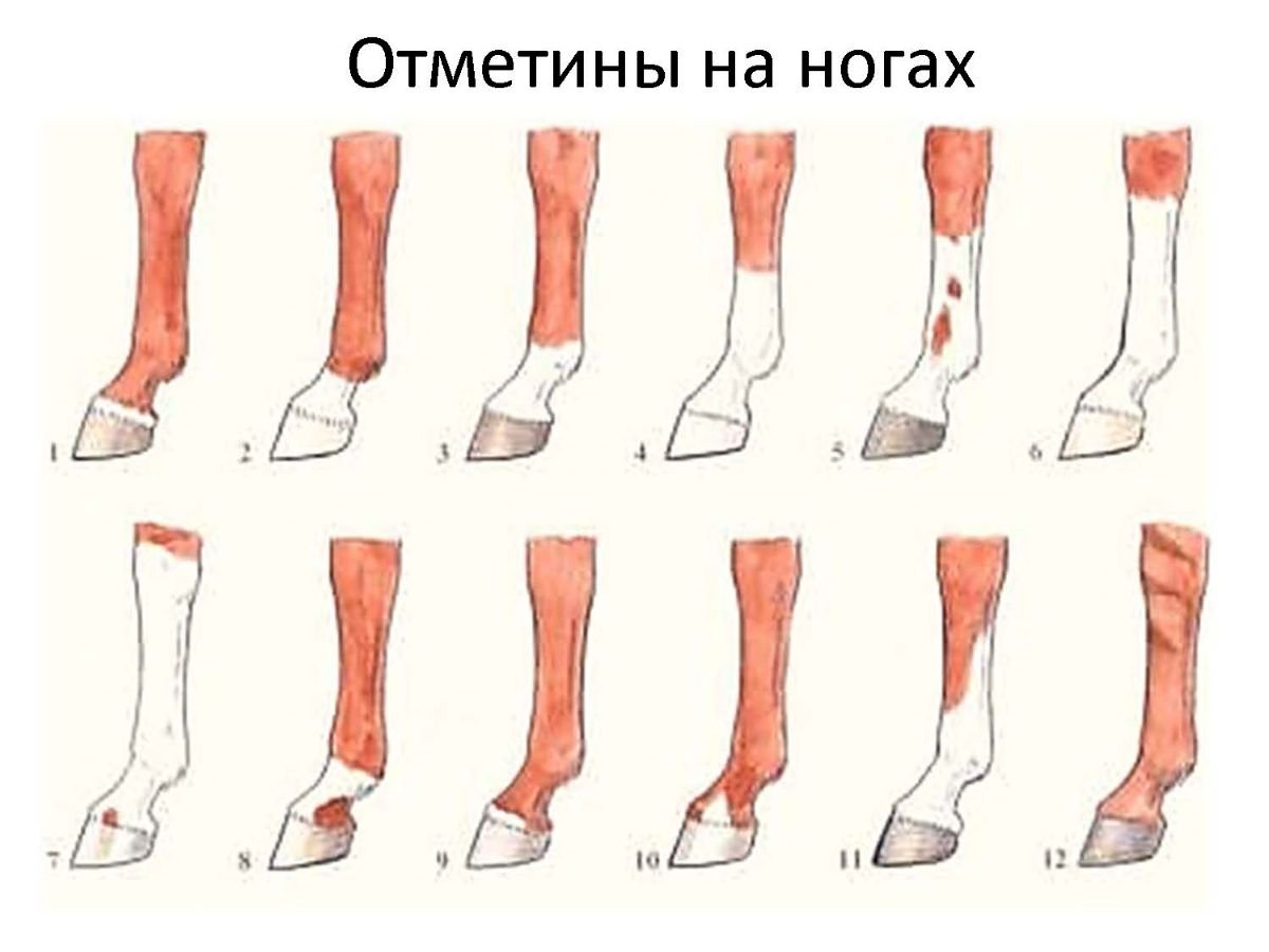 Схема копыта лошади