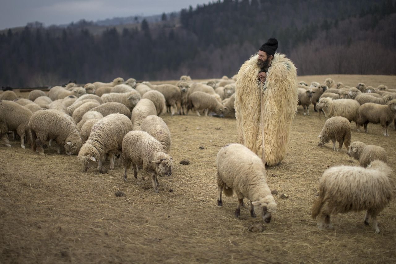 Пасу овечек. Чабан пастух Кавказ. Пастух овец на Кавказе. Чабан пастух овец. Чебан горный пастух овец.