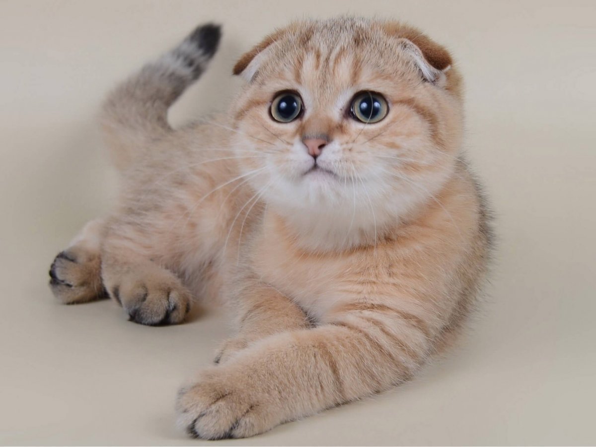 Шотландская Золотая тикированная шиншилла