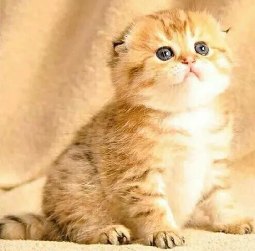 Шотландская вислоухая шиншилла Золотая тикированная