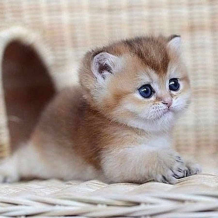 Шотландская вислоухая кошка