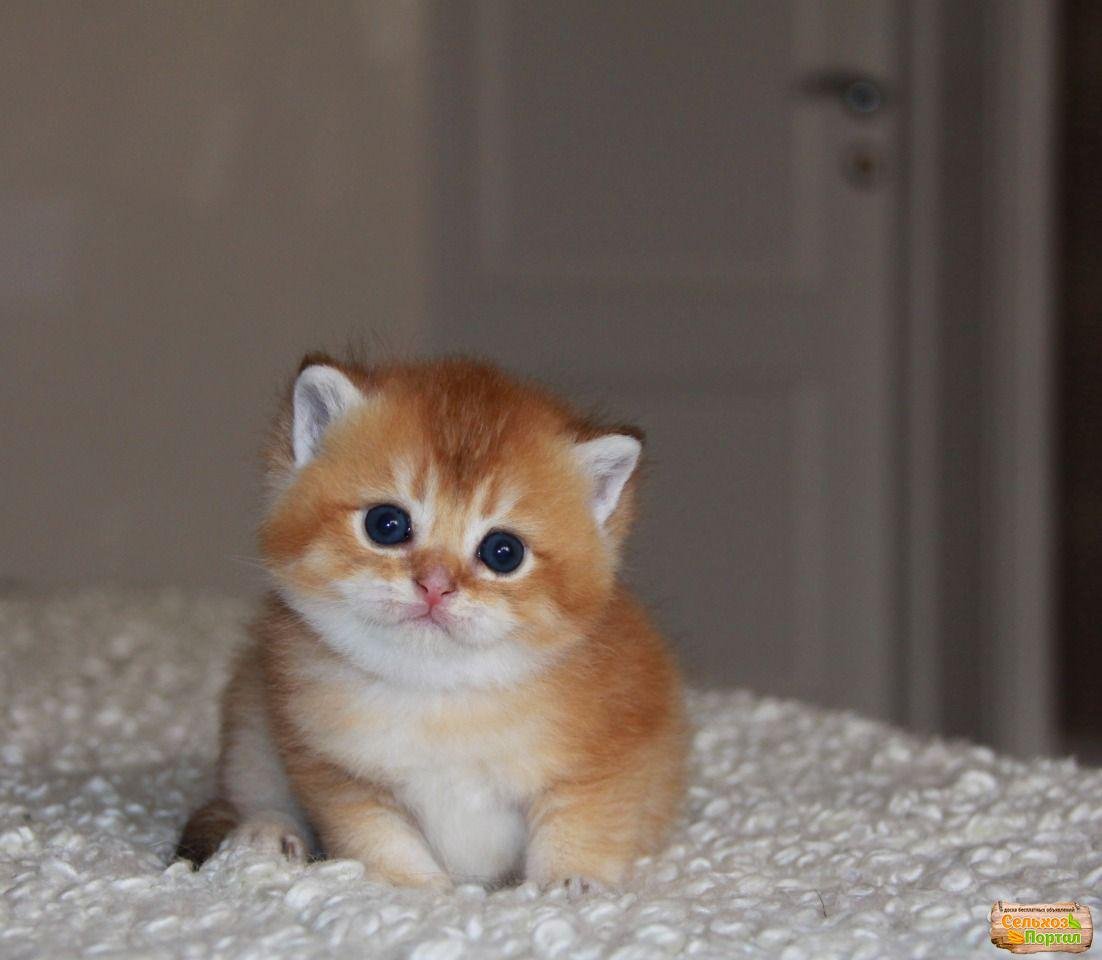 Котята окрас Золотая шиншилла