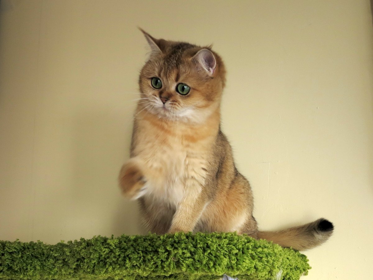 Британская Золотая шиншилла вислоухая