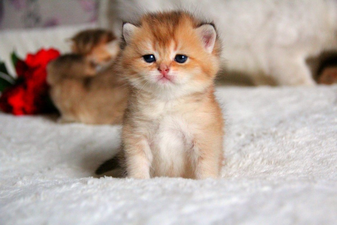 Шотландская короткошерстная Золотая шиншилла