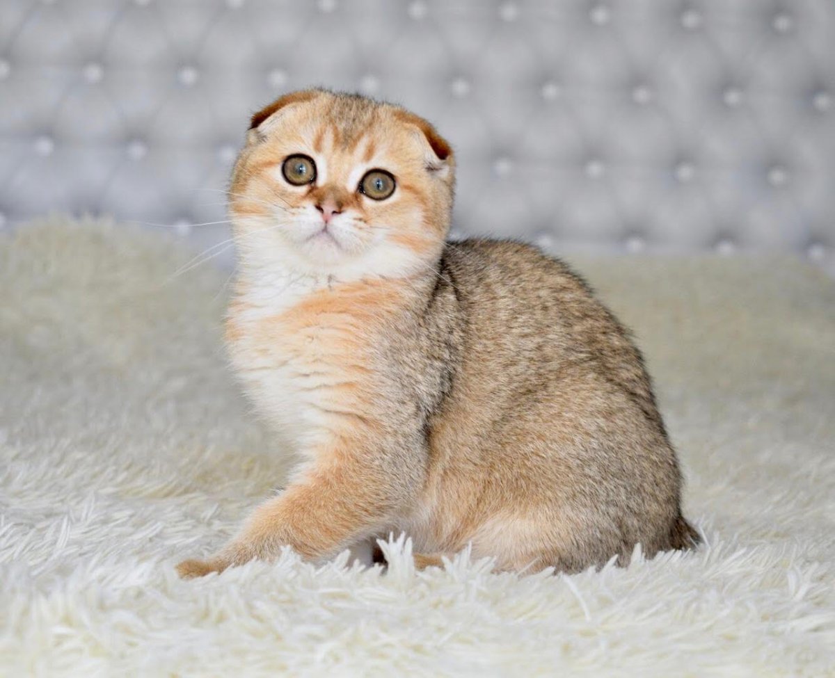Скоттиш фолд Золотая шиншилла