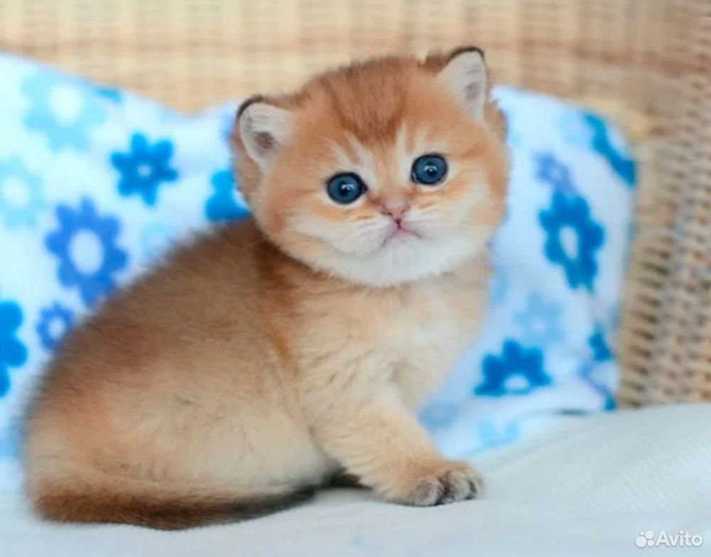 Британская шиншилла Хосико