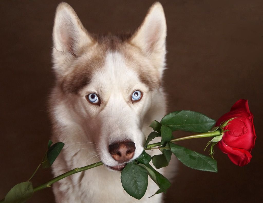 Собака с розой