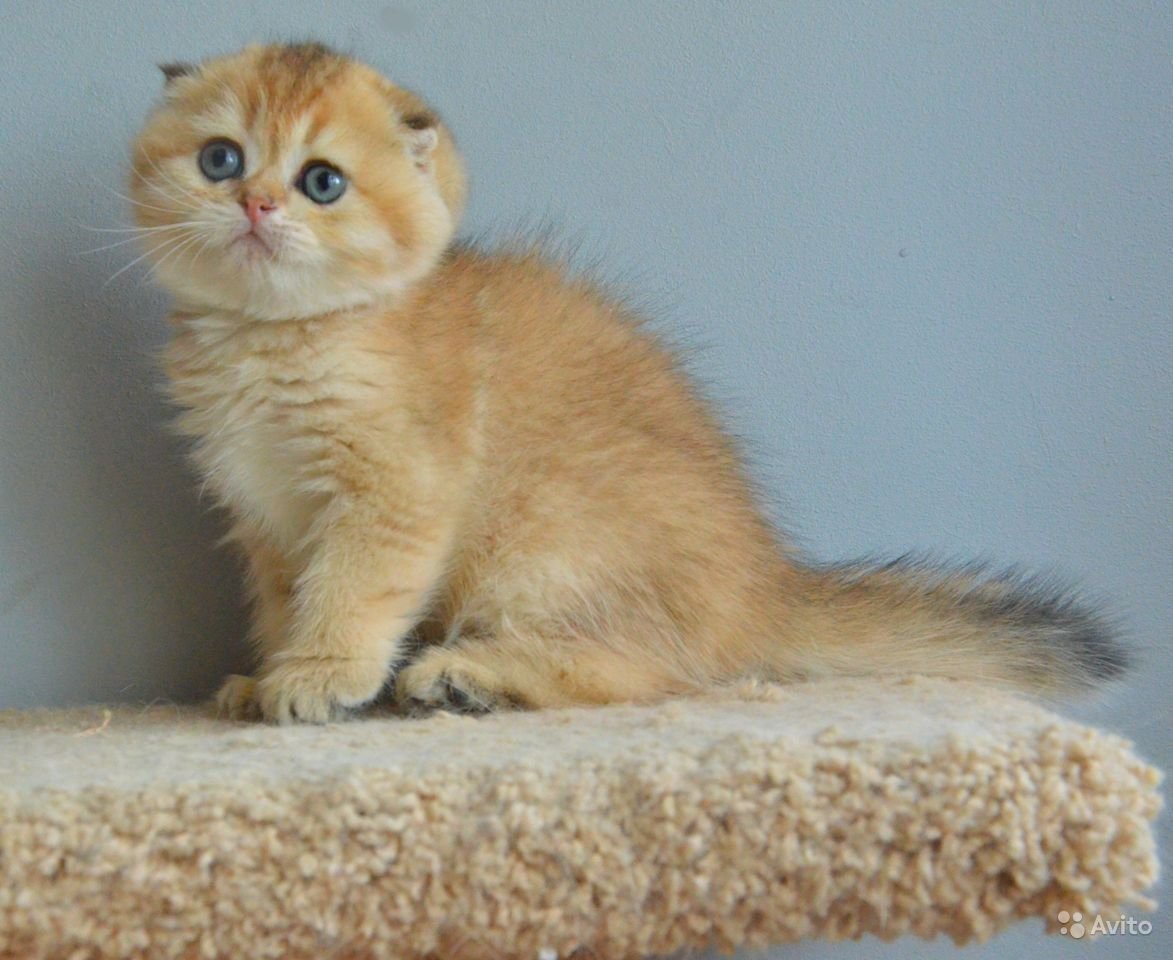 Золотая шиншилла кошка вислоухая