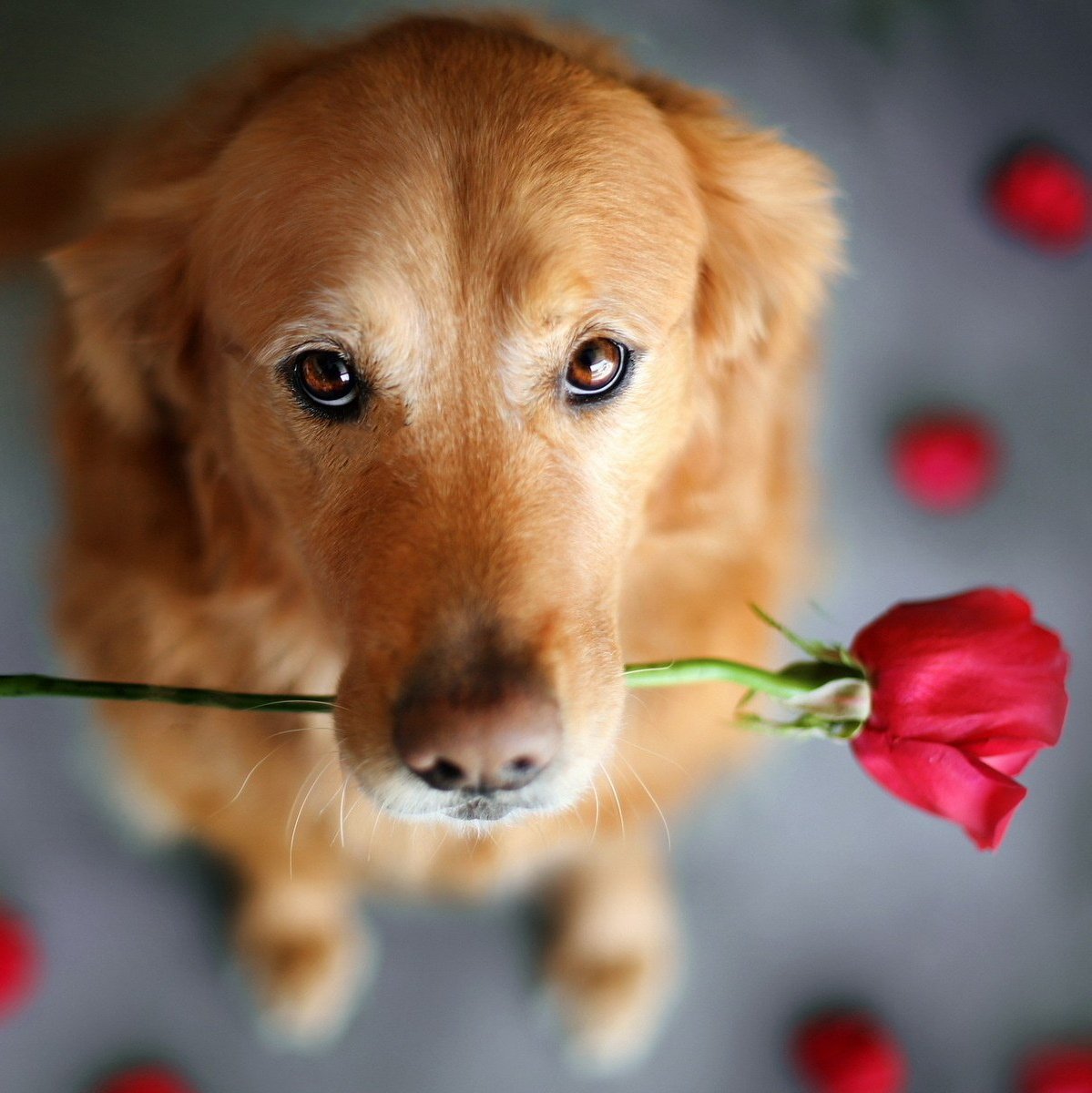 Собака с цветами