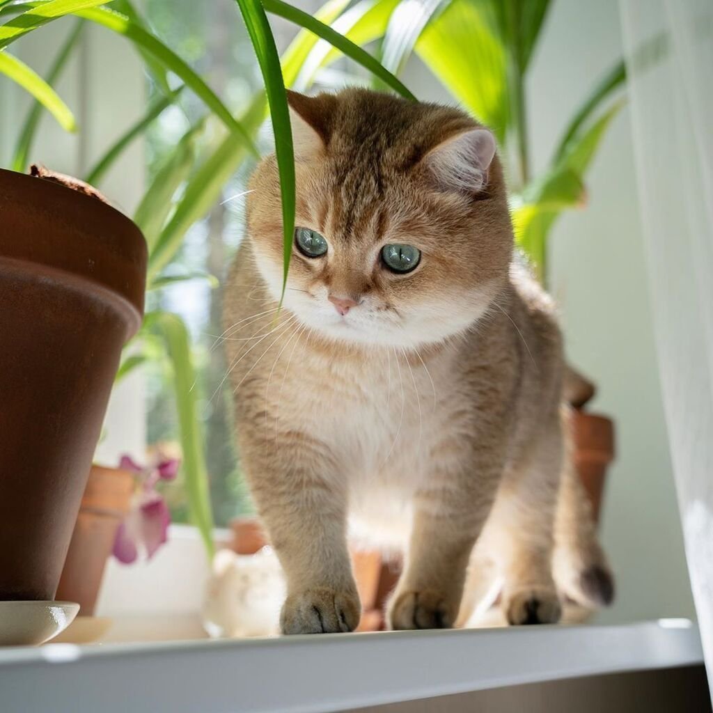 Британская короткошёрстная шиншилла вислоухая Золотая