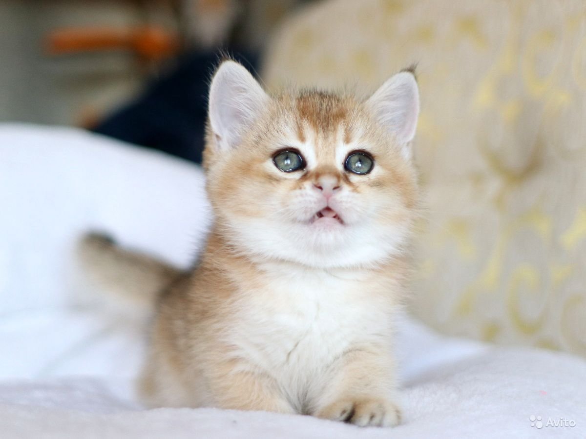 Шотландский кот вислоухий табби на золоте