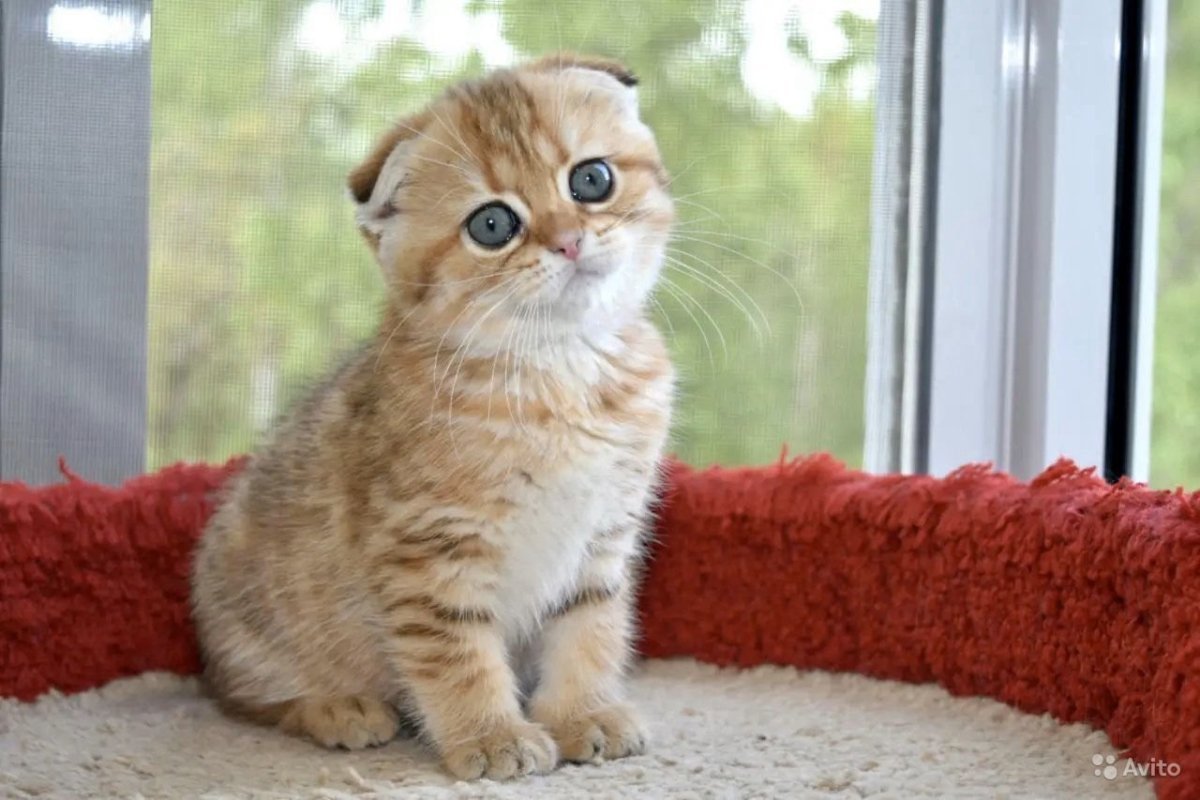 Шотландская вислоухая Золотая шиншилла