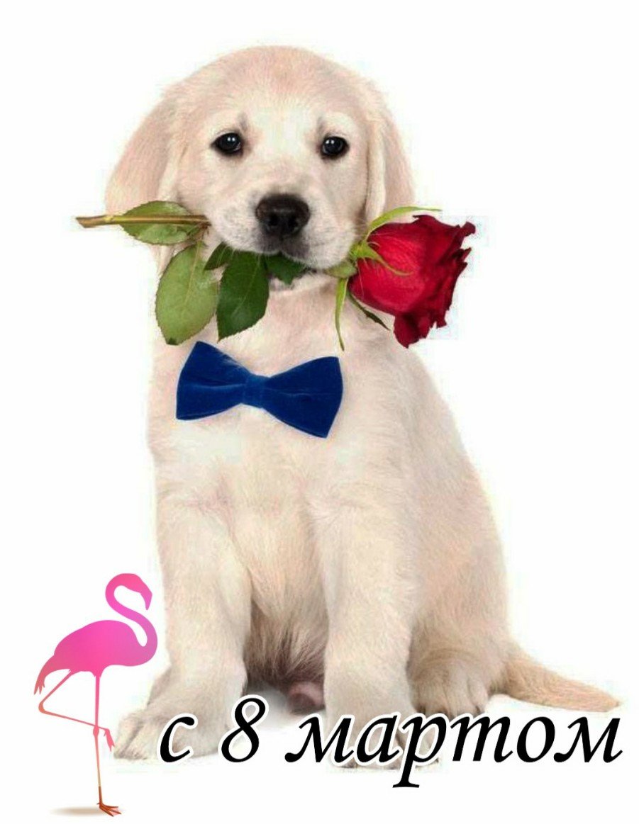 Джек Рассел с цветком