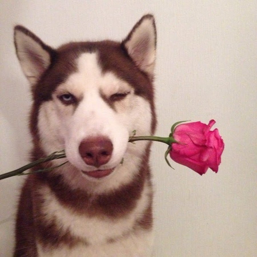 Хаски с цветами в зубах