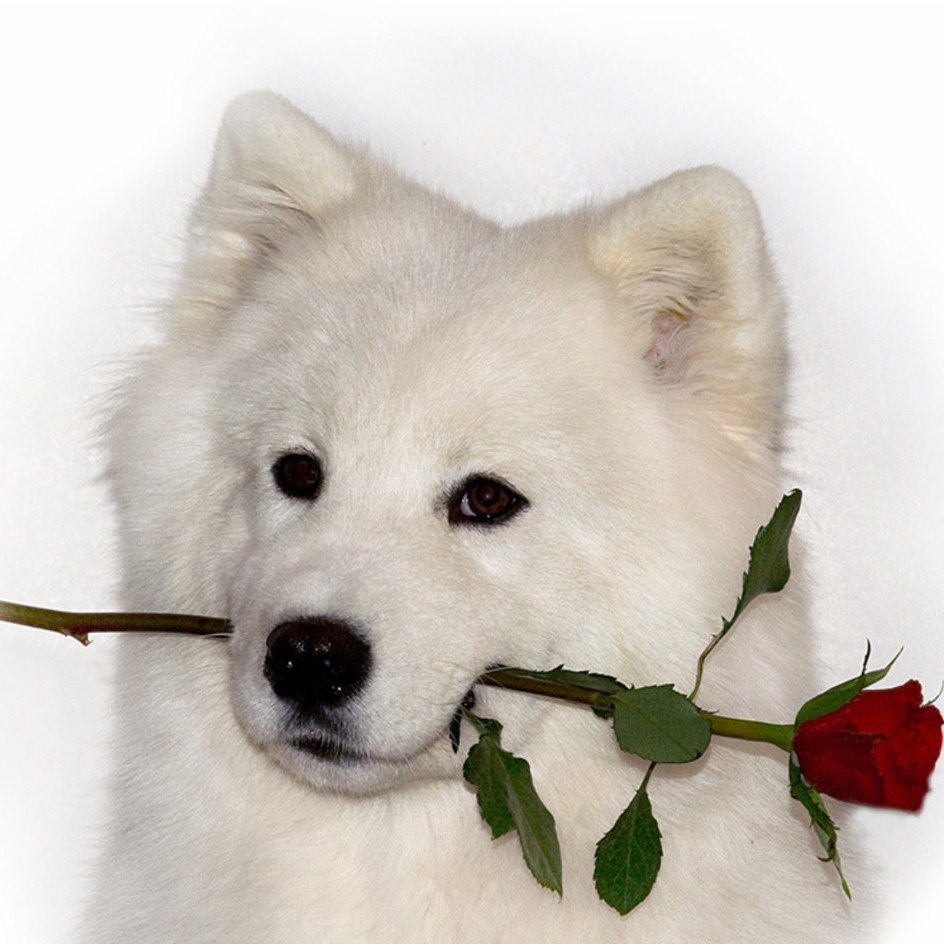 Собачка с розой в зубах