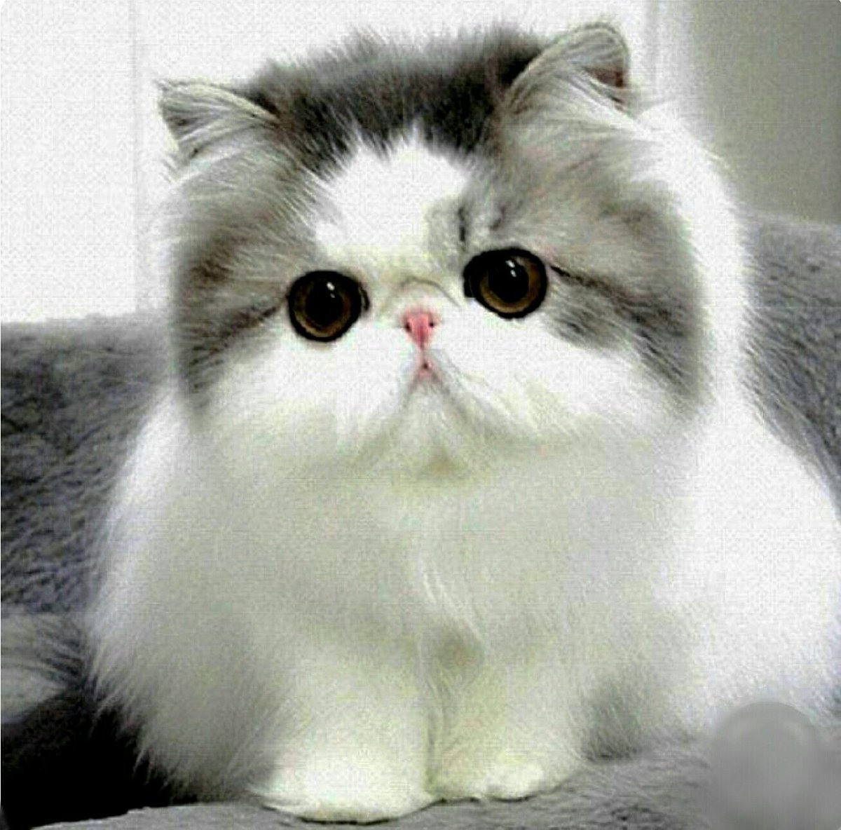 Экзот Беби фейс