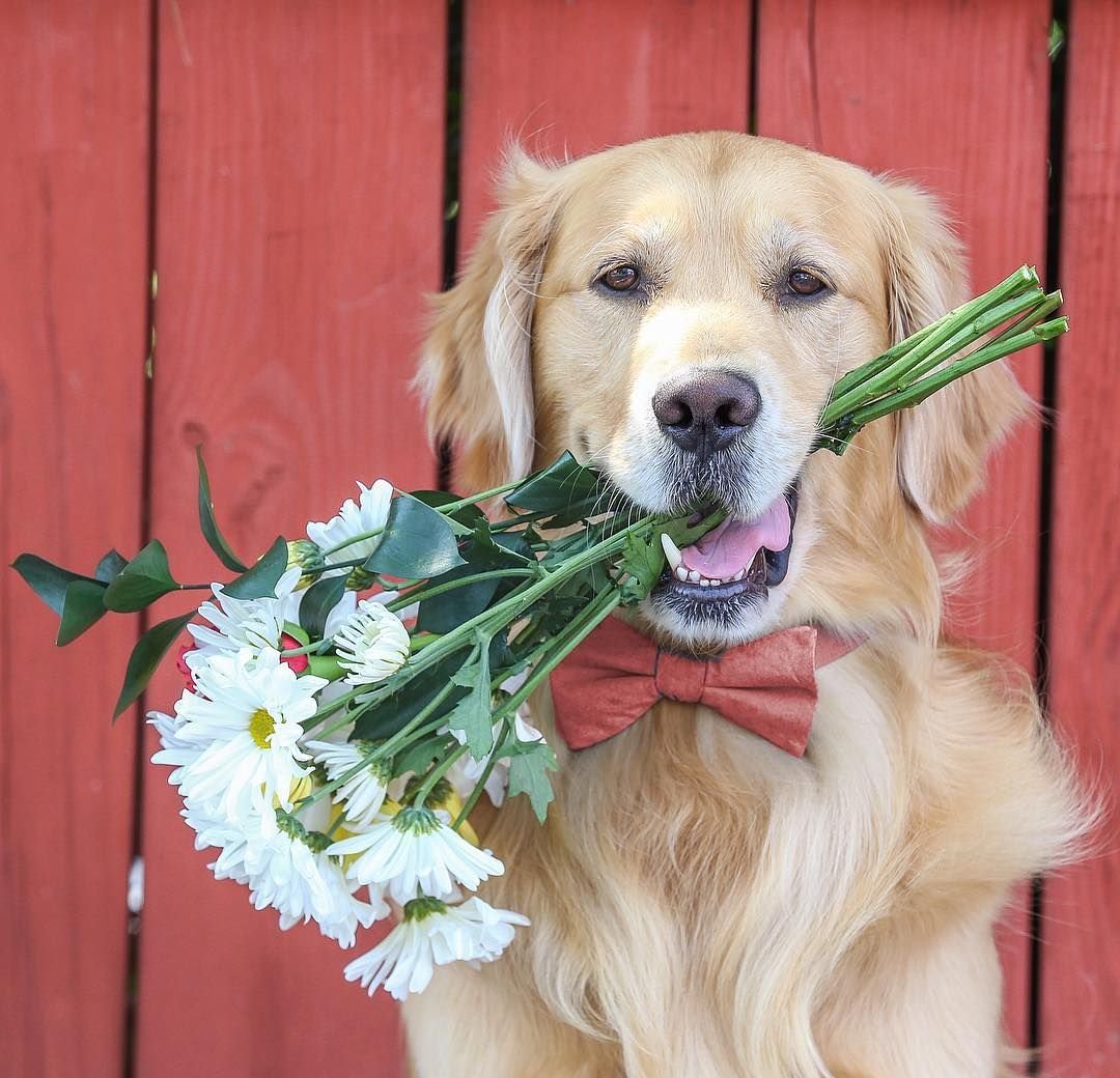 Собака с букетом