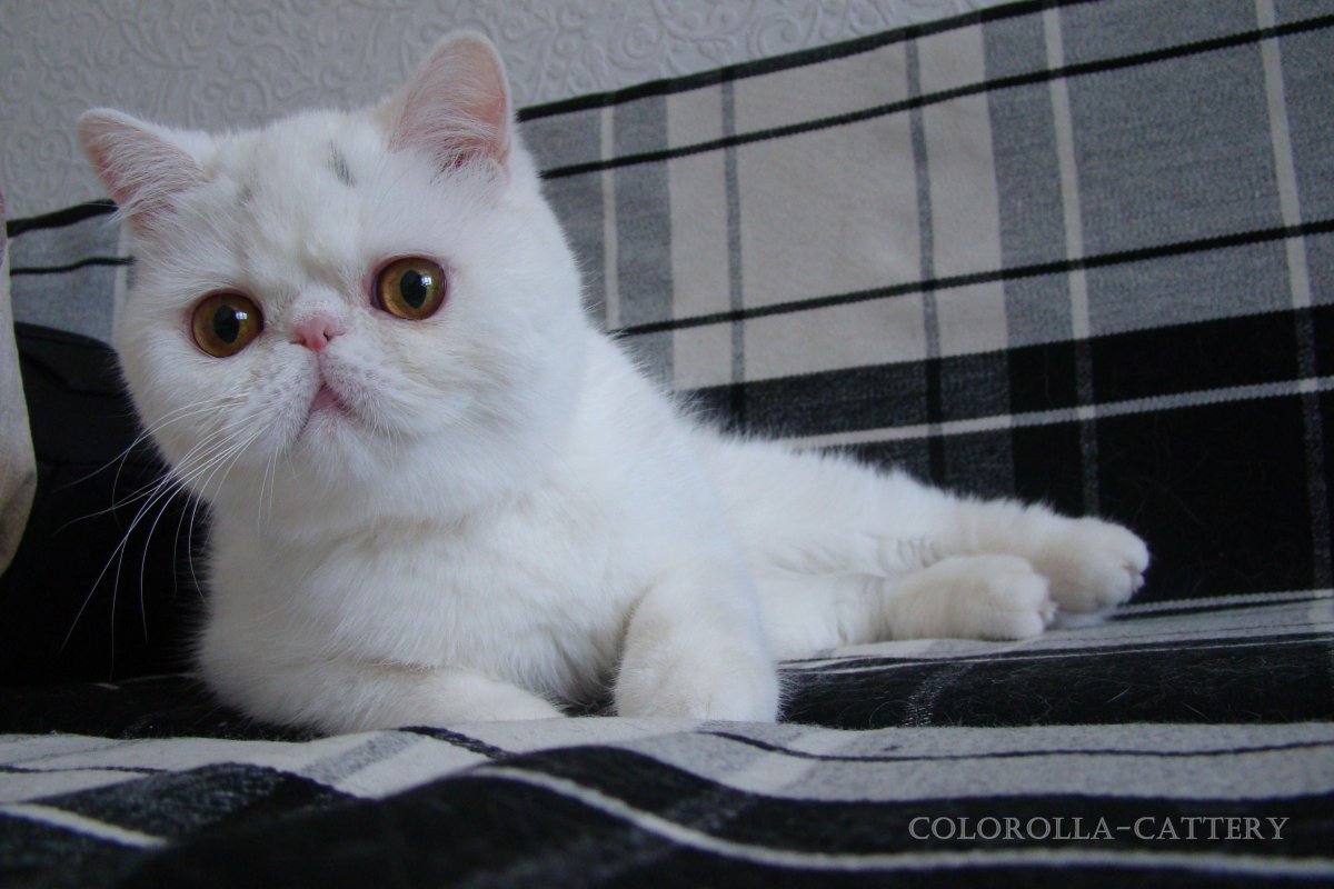 Экзот кошка короткошерстный белый