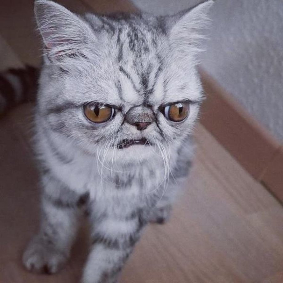 Страшный кот