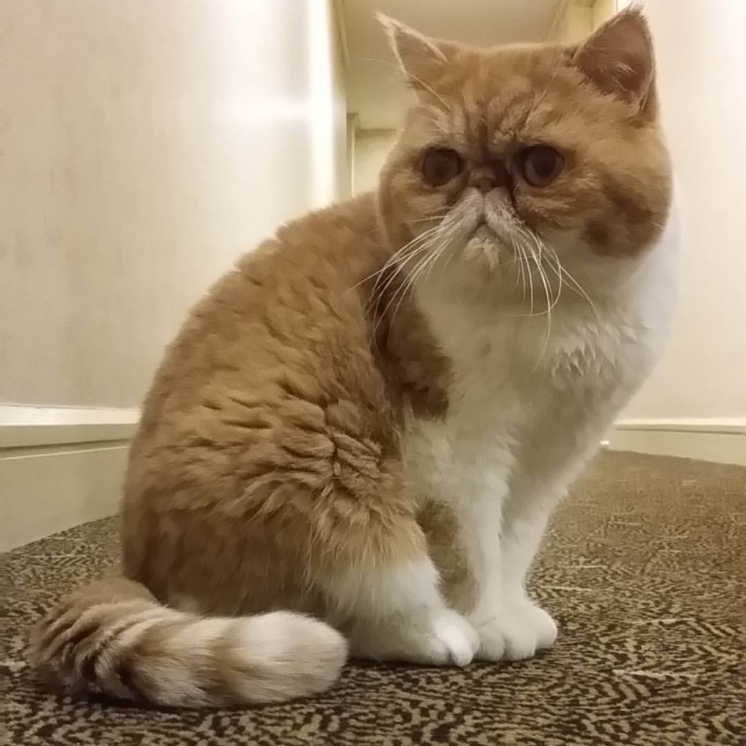 Экзотическая короткошерстная кошка Гарфилд