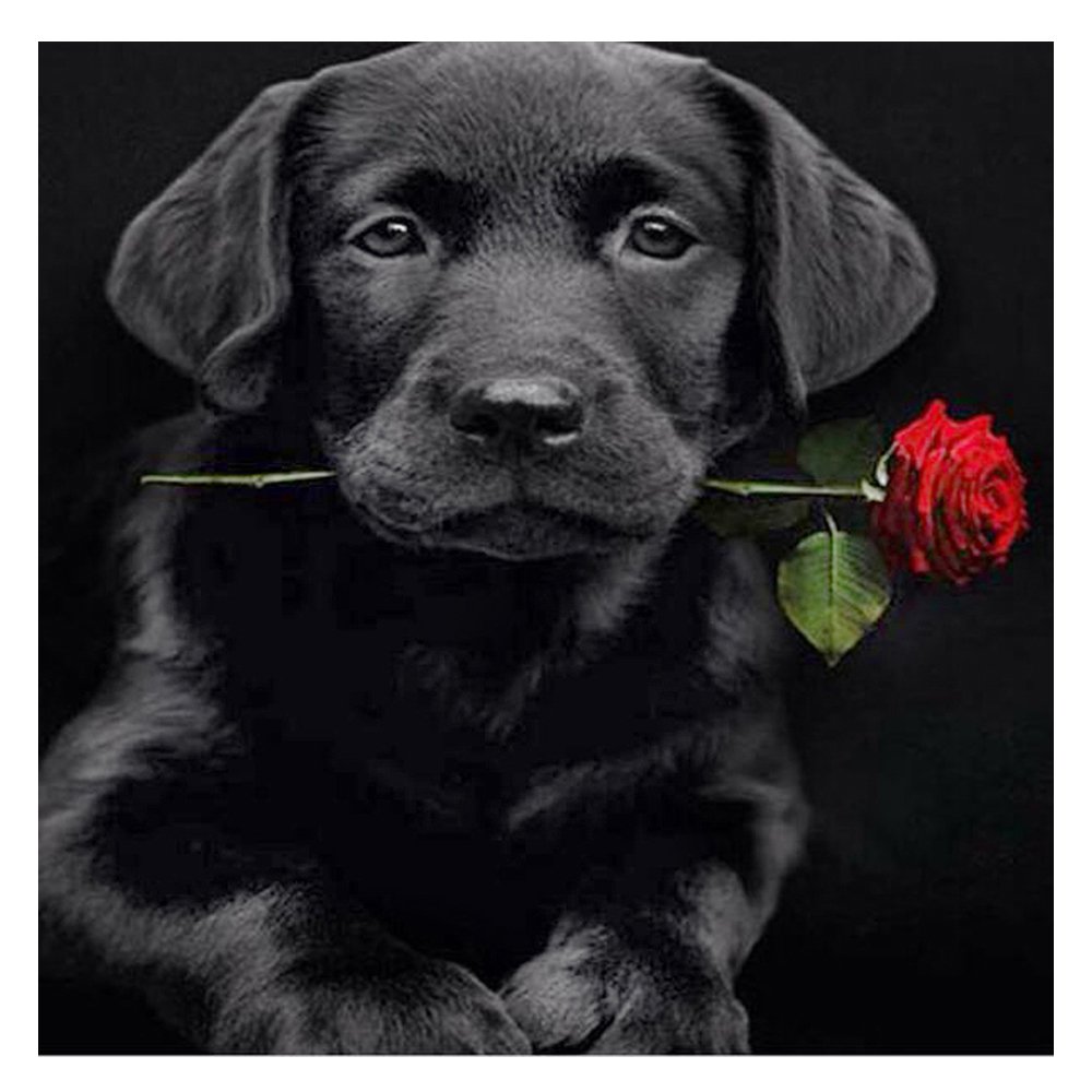 Доброе утро собаки