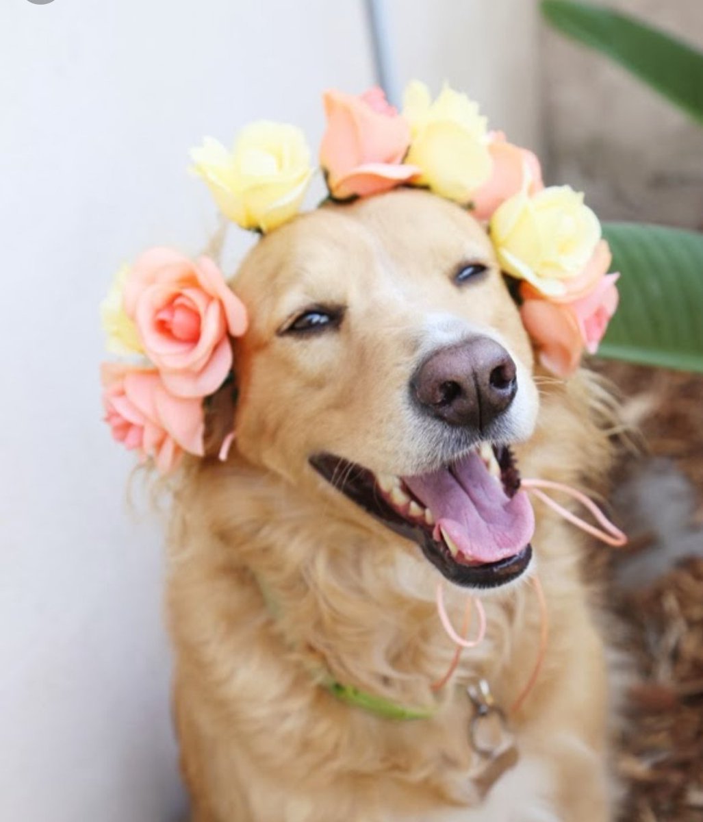 Собака с цветами в зубах фото