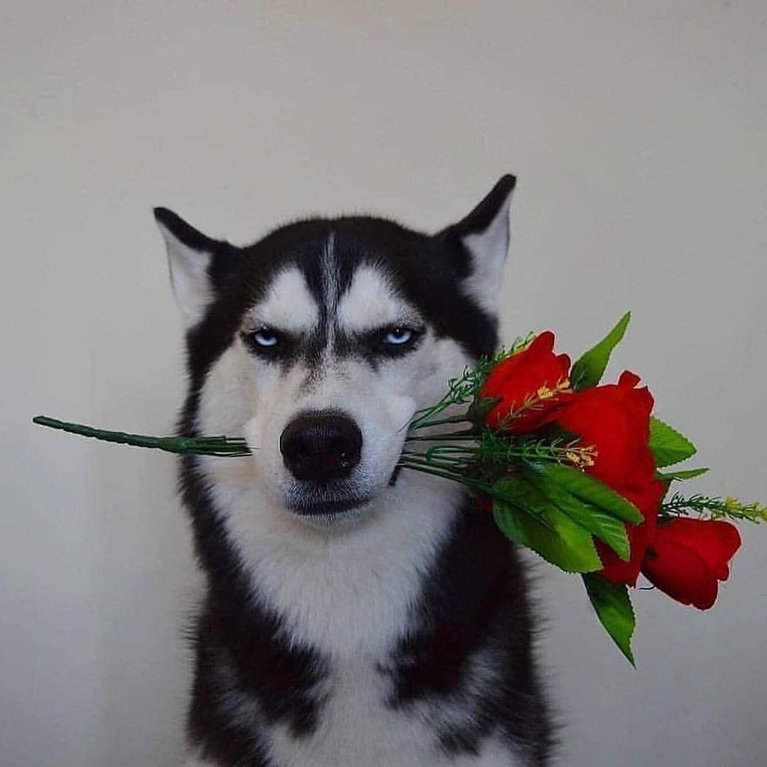 Джек Рассел собака