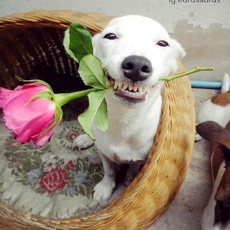 Лабрадор ретривер золотистый