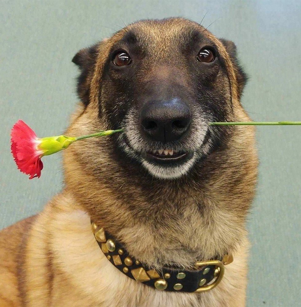 Собака с розой