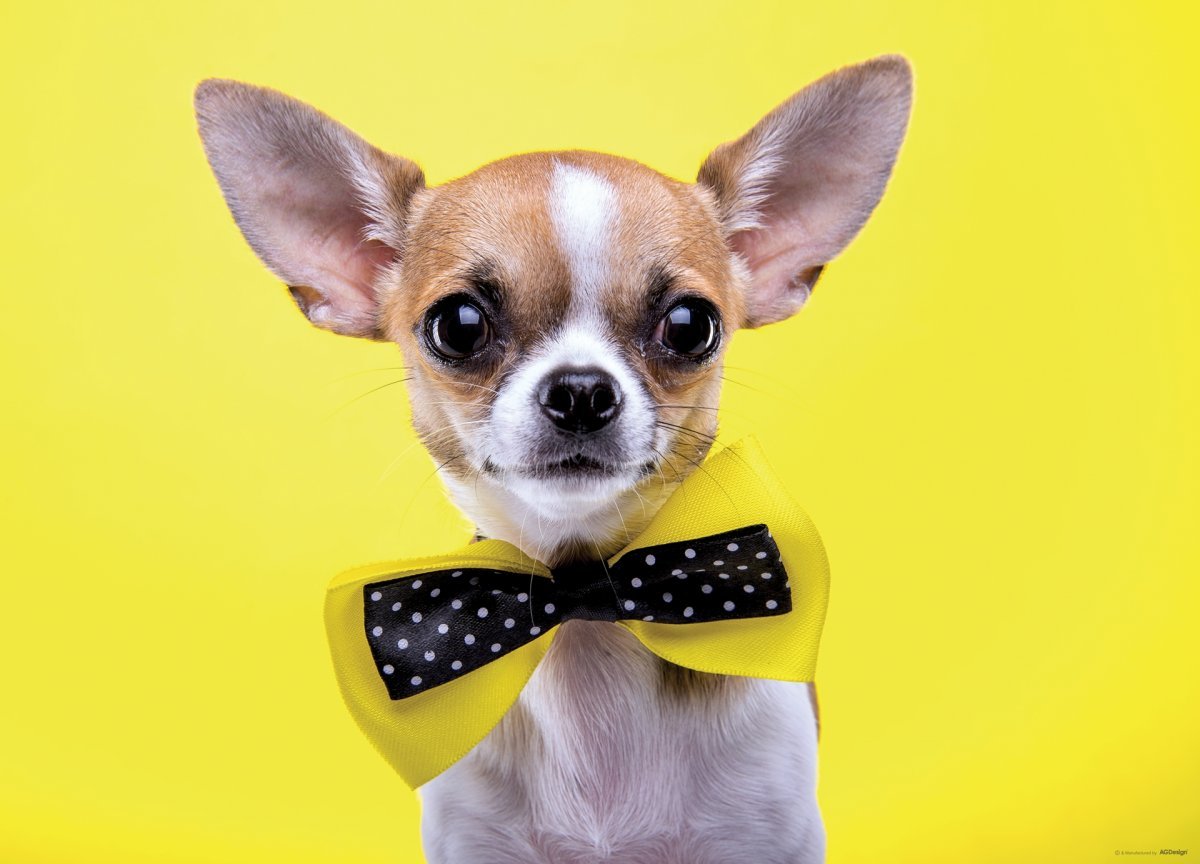 Чихуахуа Леня