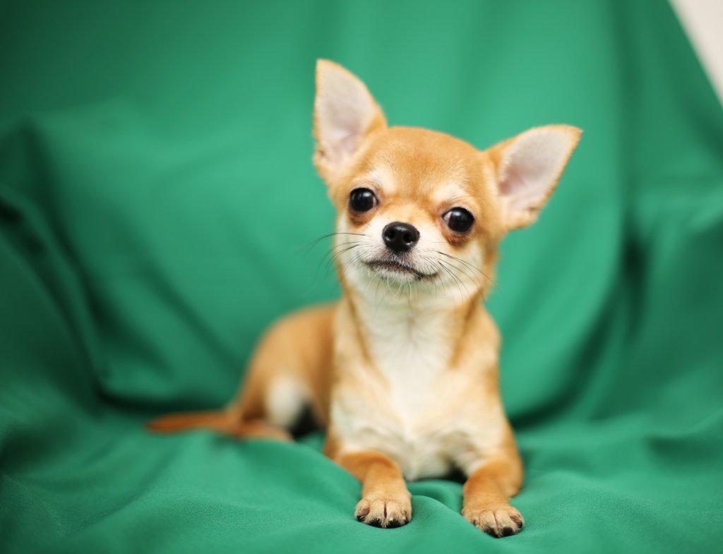 Чихуахуа гладкошерстные