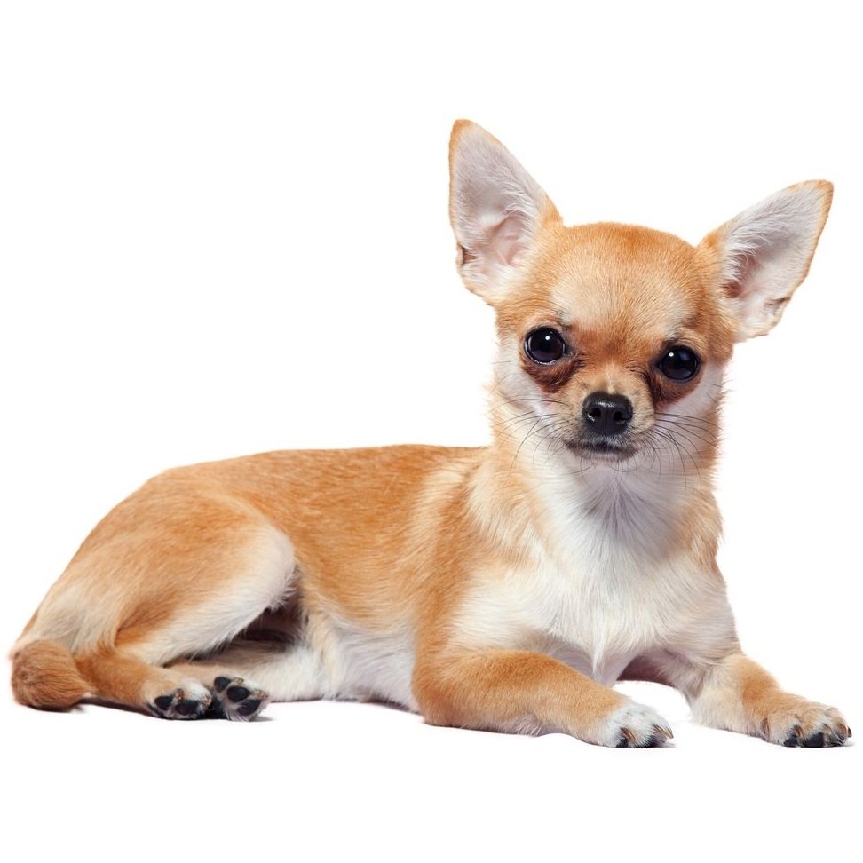 Чихуахуа Коби