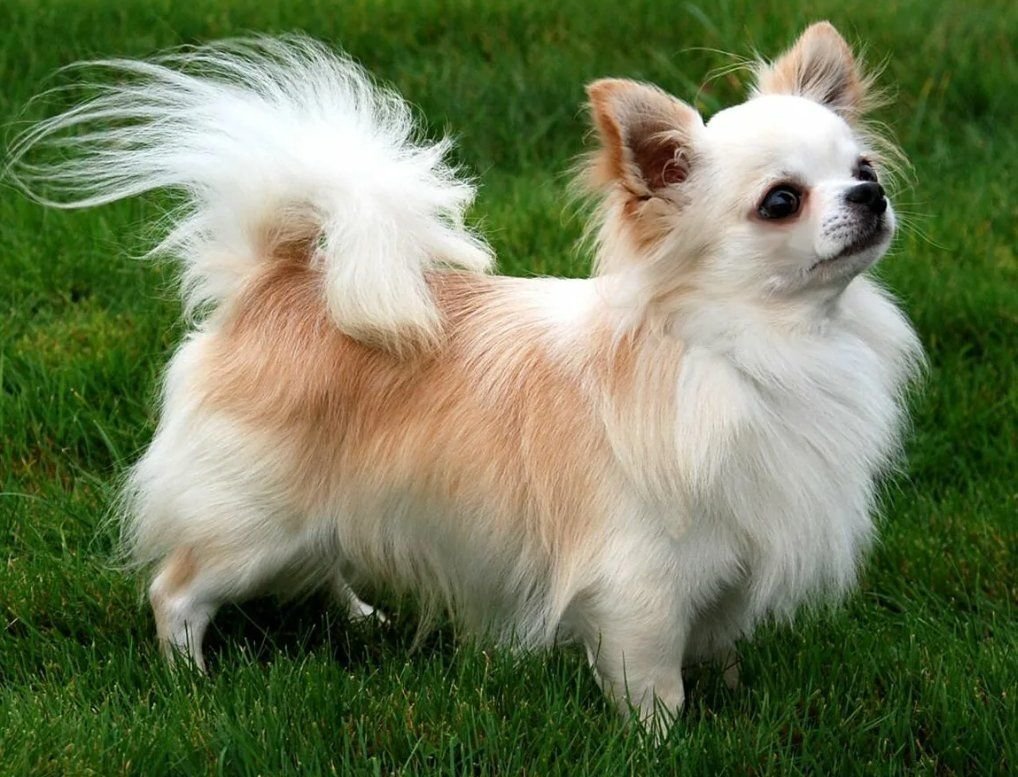 Чихуахуа кобби длинношерстный