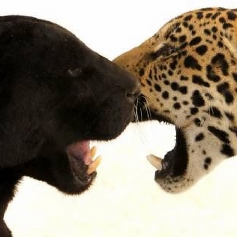 Тотемное животное по знаку зодиака Лев