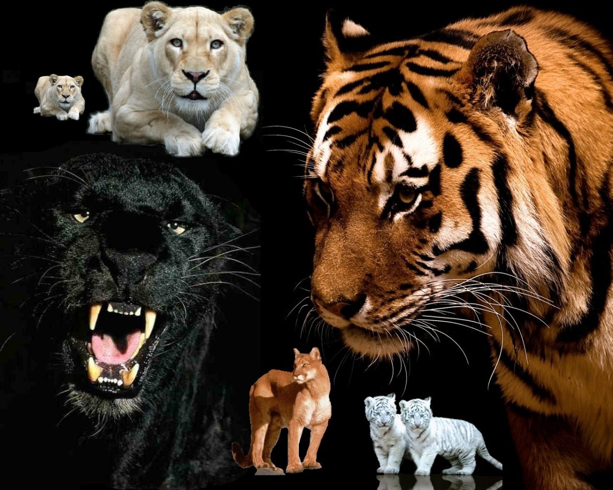 Агрессивные животные арт