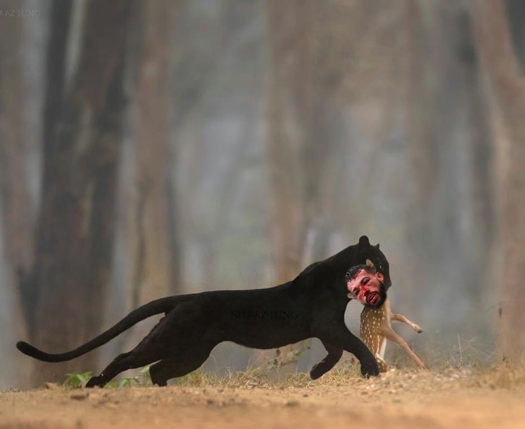 Черный леопард и черный Ягуар