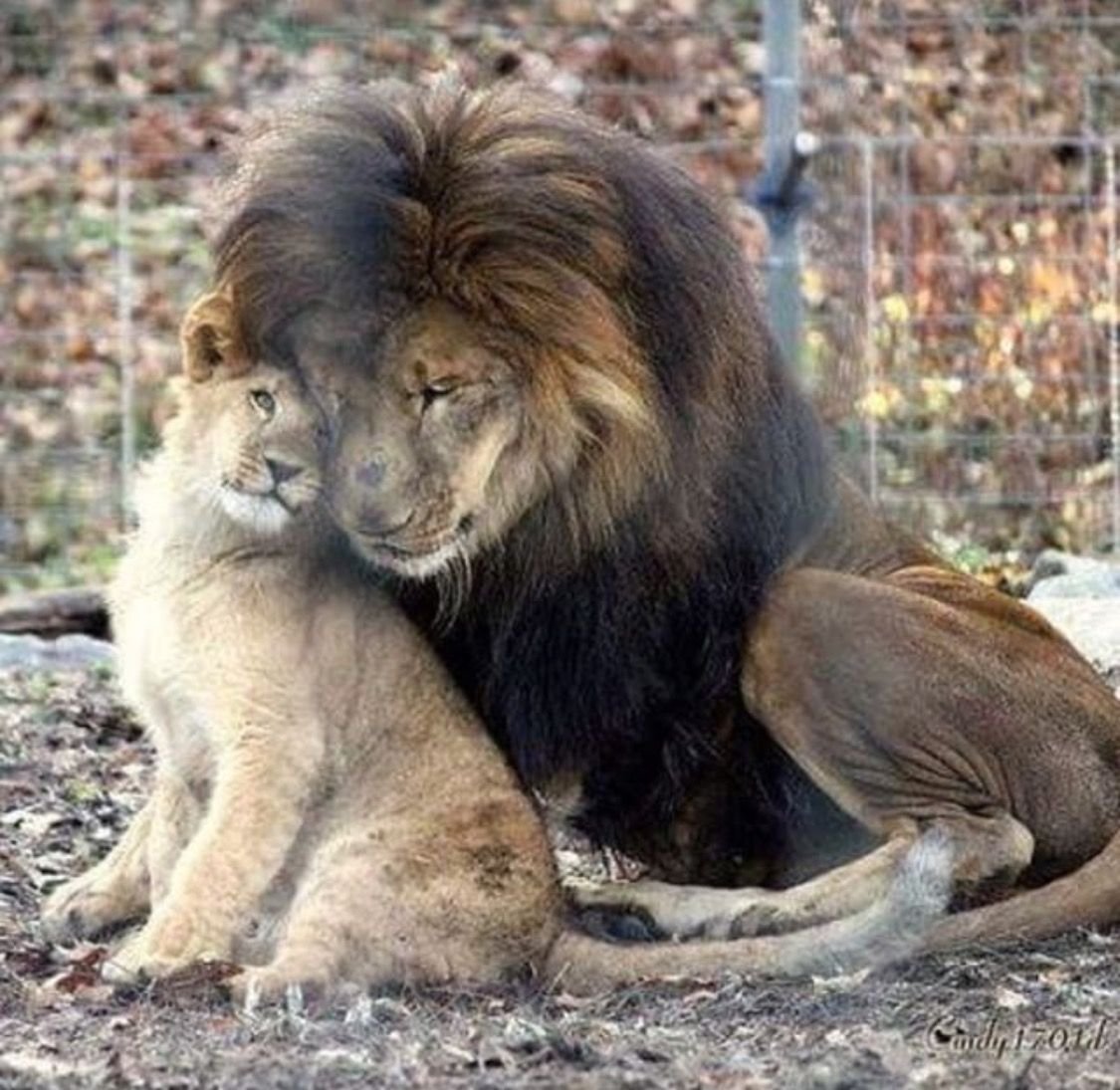 Лев и пантера вместе