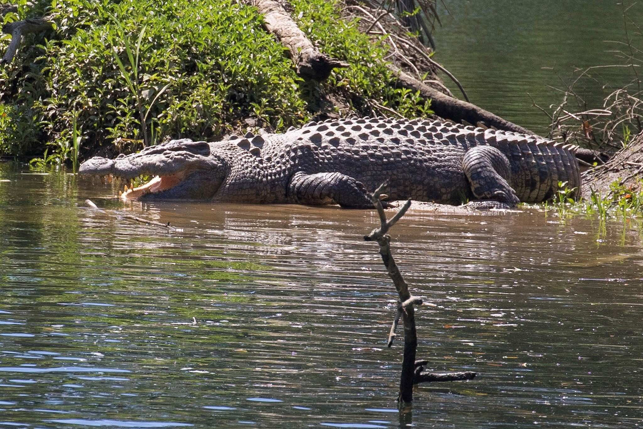 Самый большой аллигатор. Гребнистый крокодил Кассиус. Гребнистый крокодил самый большой. Мангровые болота гребнистый крокодил. Гребнистый крокодил и человек.