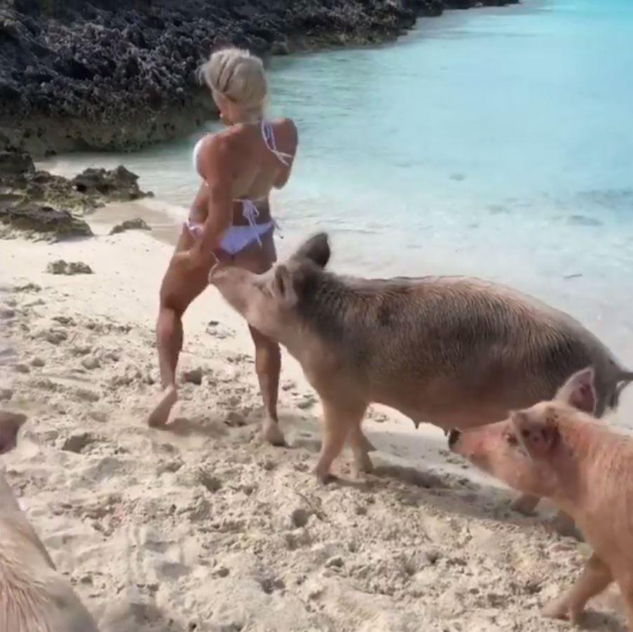 Голодный поросенок рисунок