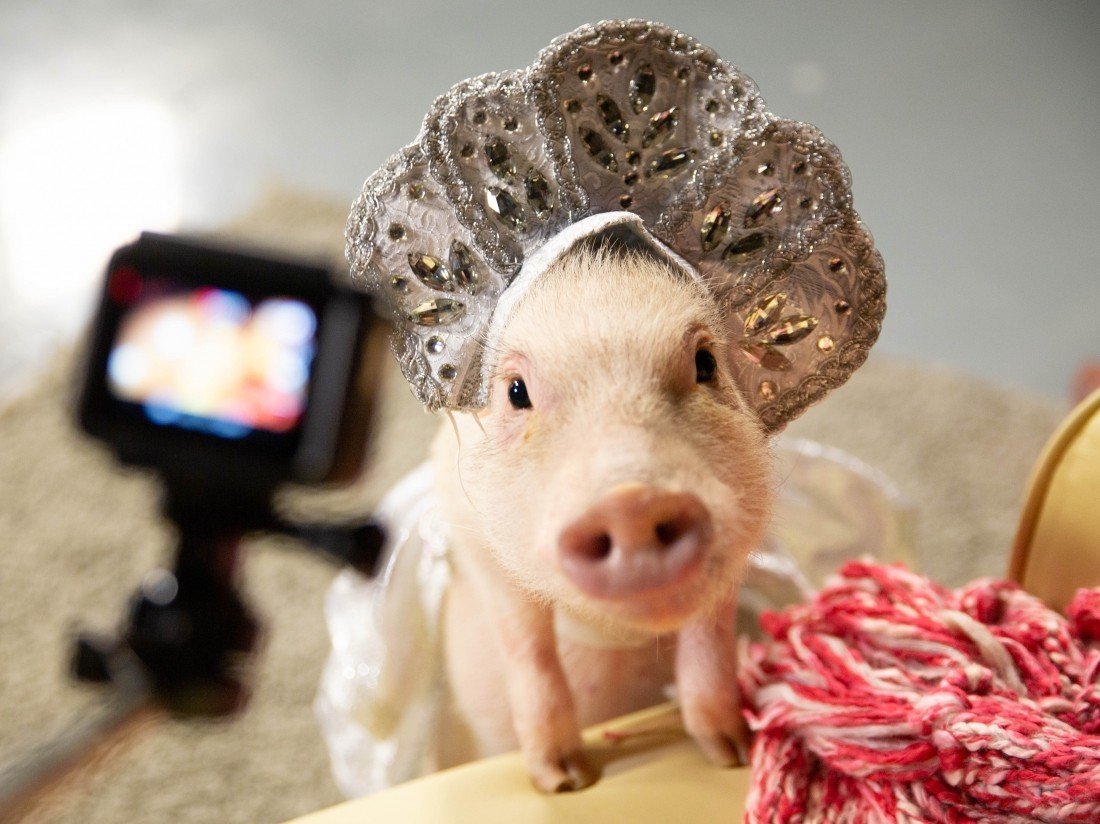 Свинья с бокалом