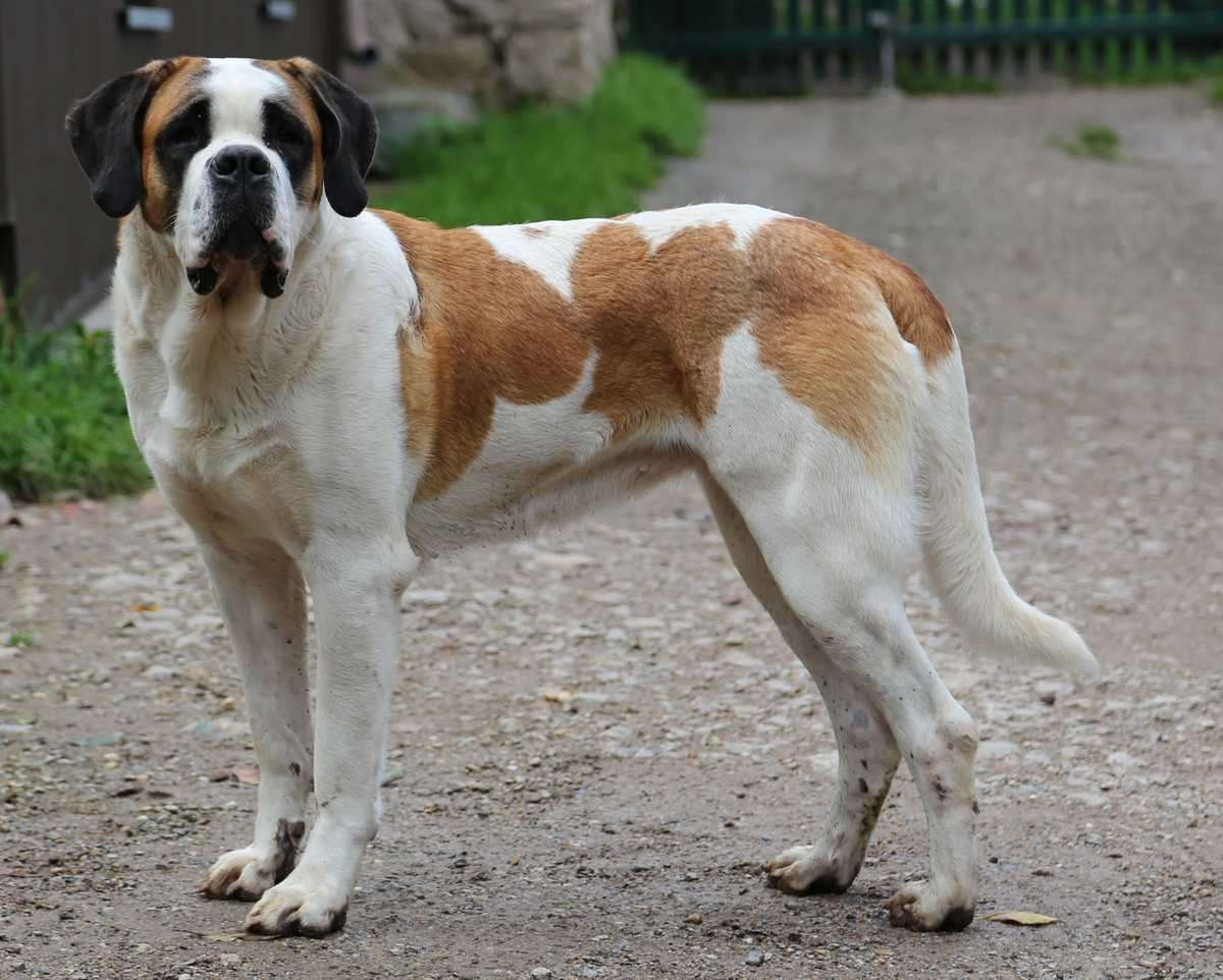 Сенбернар и Шотландская колли