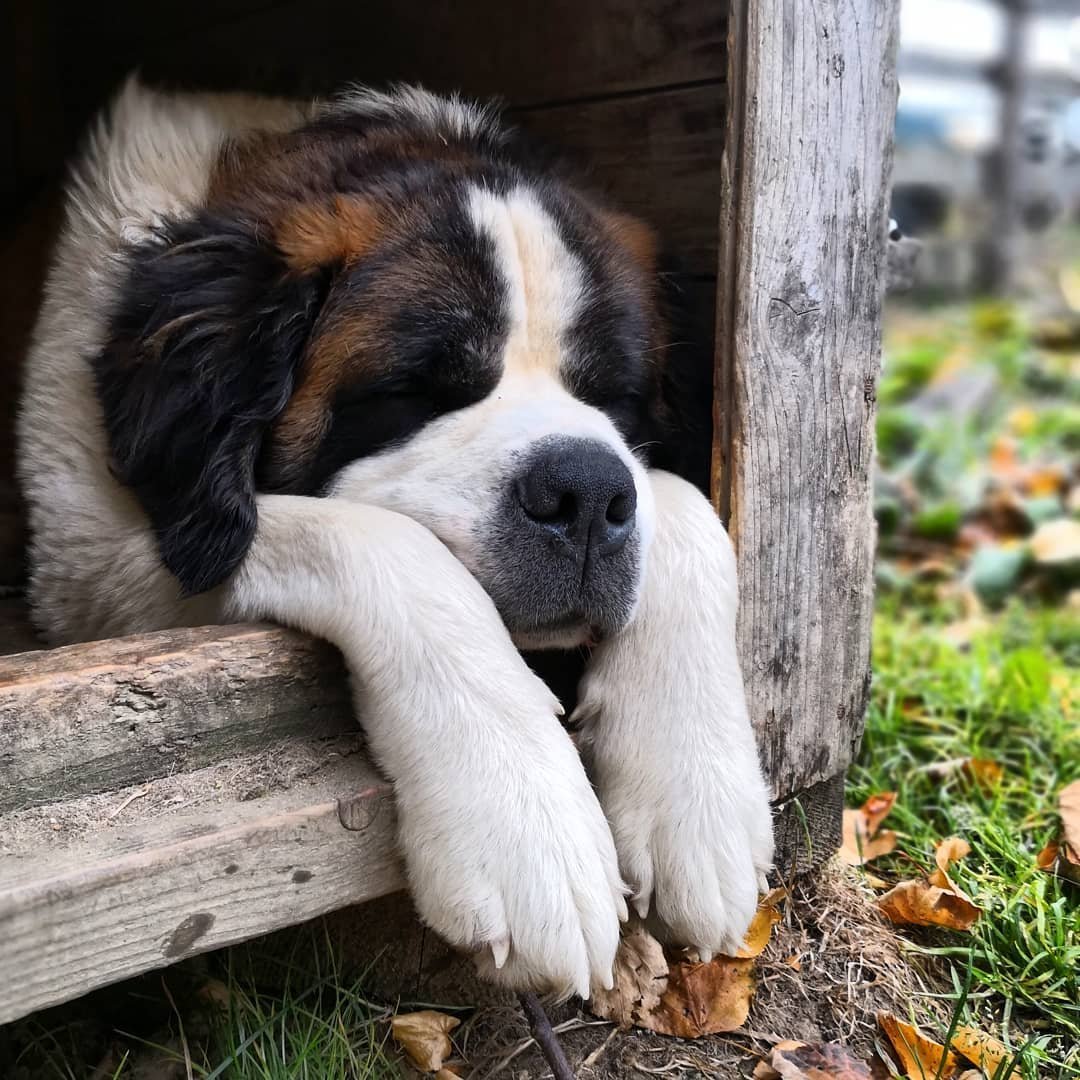 Сенбернар кавказец Московская сторожевая