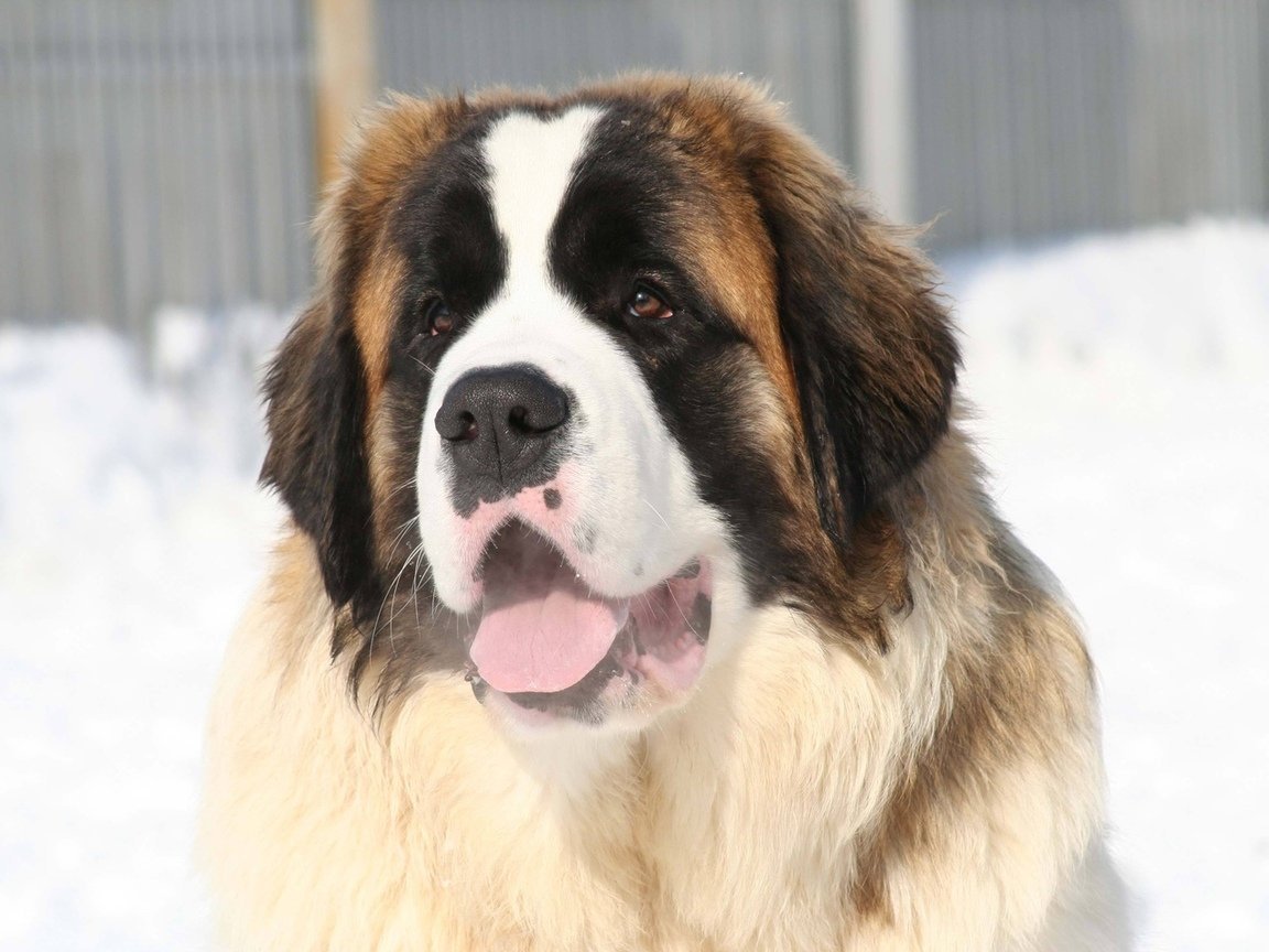 Метис Московской сторожевой