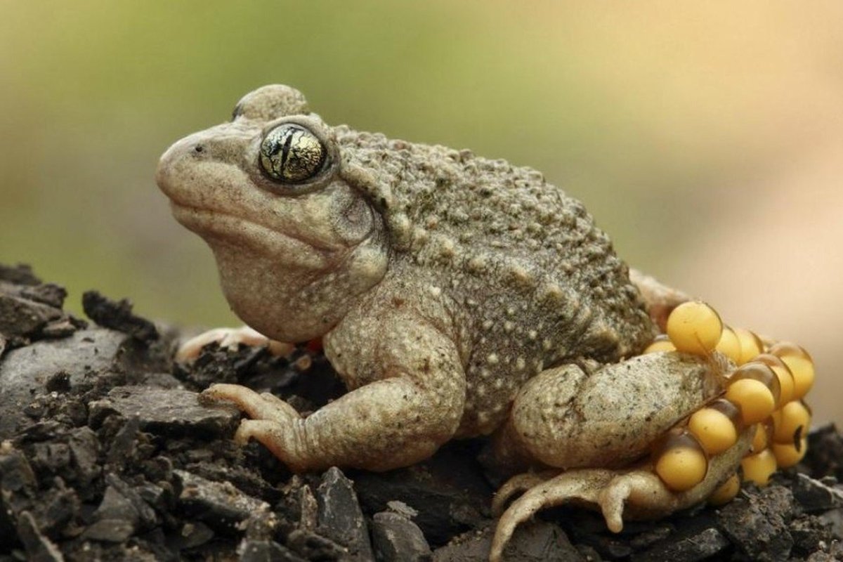 Милые лягушки