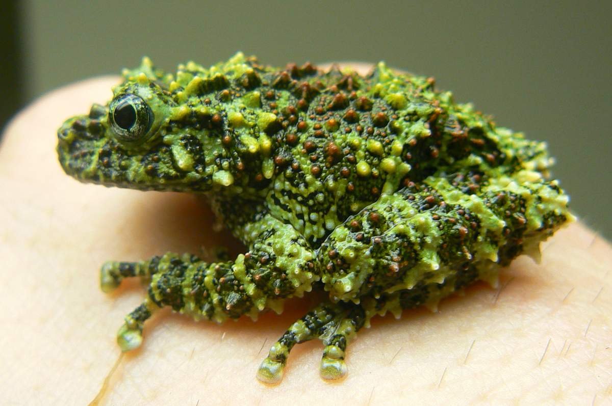 Пушистые птицы