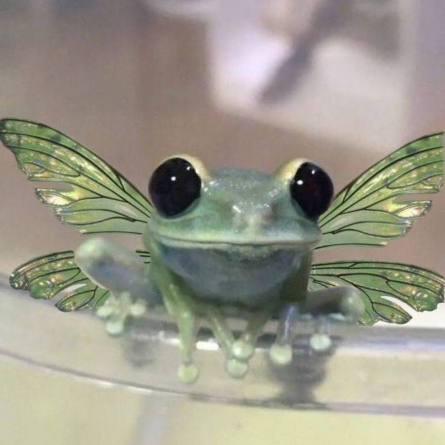 Пепельно голубая Амазонская квакша