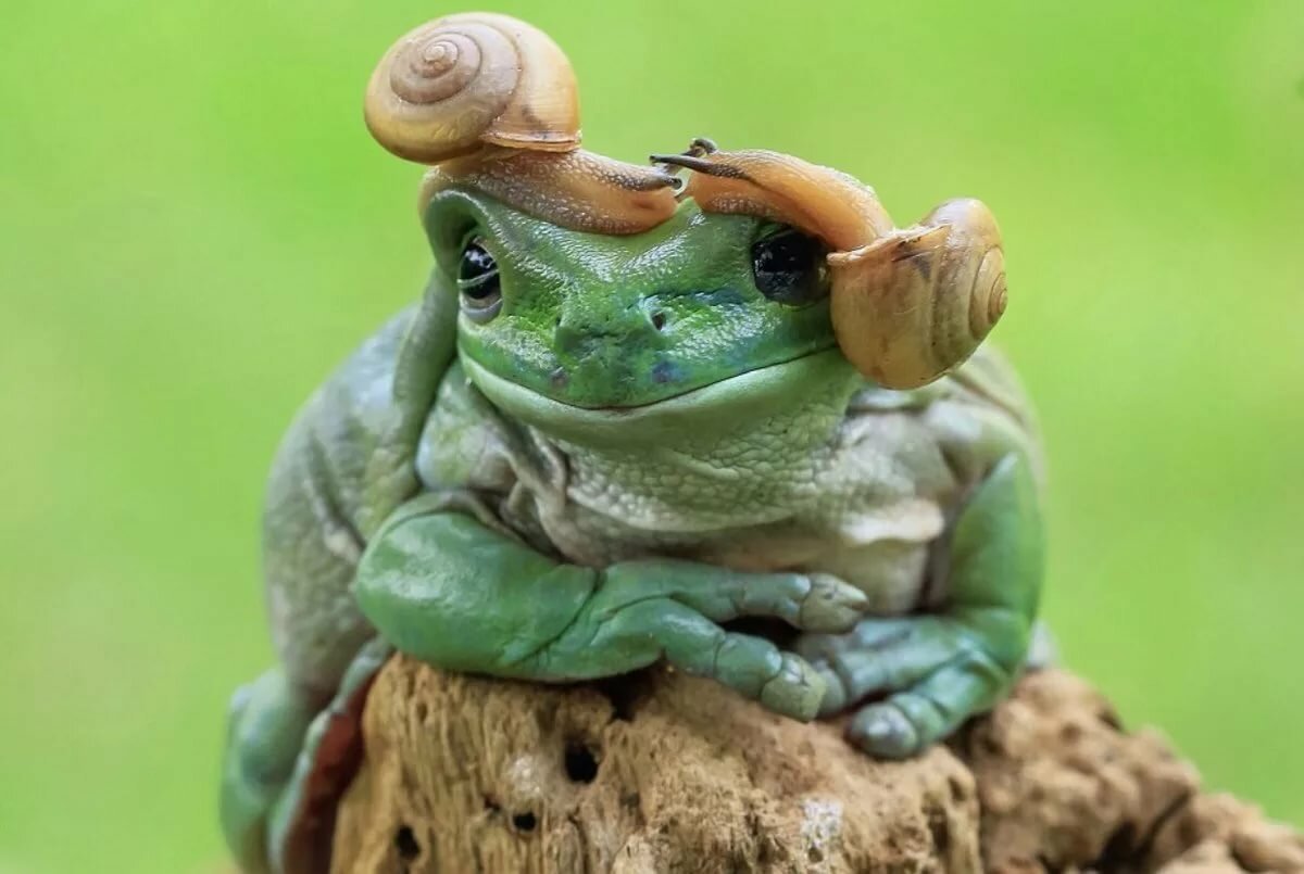 Лягушка и крыса